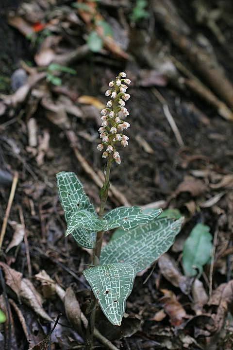 山野草 ・ 野生ラン ・　カゴメラン（雪白大覆輪縞葉） 山野草・野生ラン ・ カゴメラン (雪白大覆輪縞) 花付き